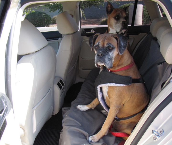 Loki and Pepper, buckled up in Chris’ Volkswagen Jetta Sportwagen, Dogs in Cars, Dogs Riding in Cars