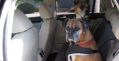 Dogs Love Volkswagens, Dogs Riding in Cars