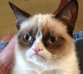 Grumpy Cat