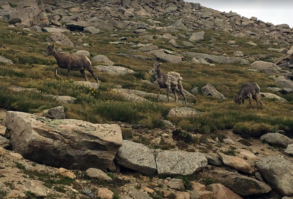 Mountain Goats on Mount Evans 