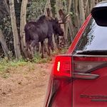2026 Subaru Solterra XT, taillight, Solterra and Moose in the wild,